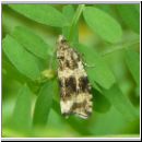 Loxoterma lacunana - Wickler 03.jpg